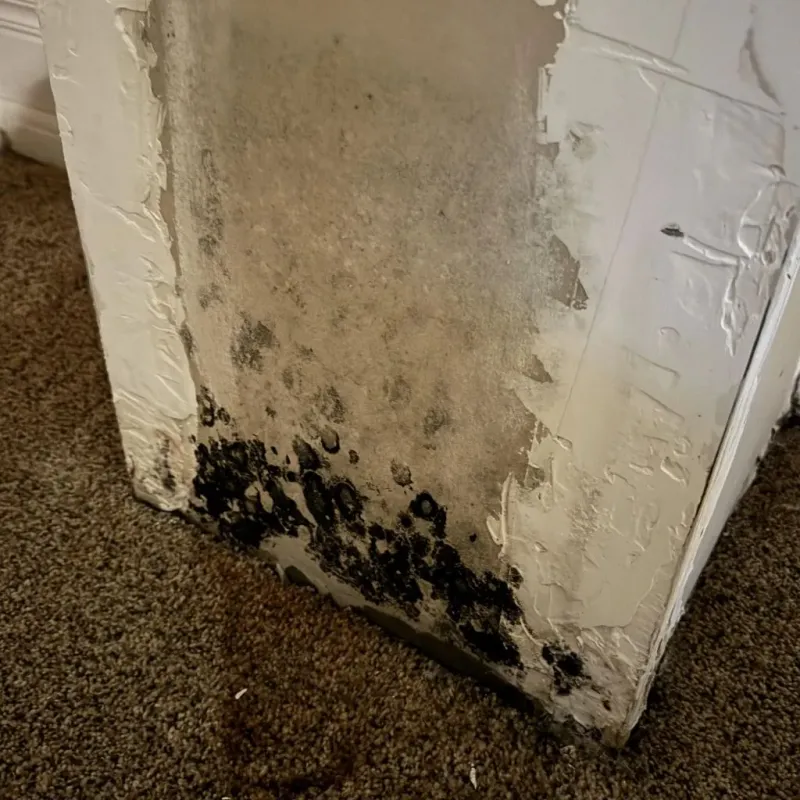 Professional Mold Removal in North Newton, KS